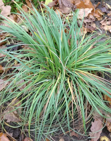 Carex Blue Zinger 1,5L