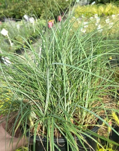 Carex Blue Zinger 1,5L