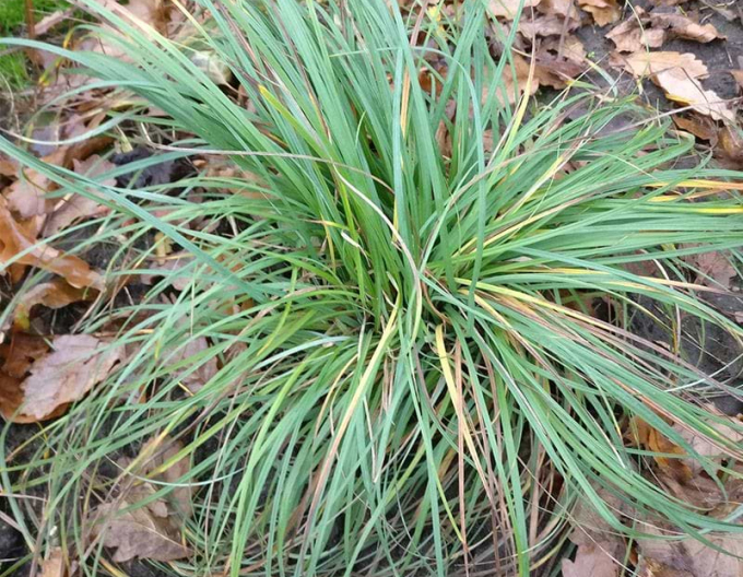 Carex "Blue Zinger"