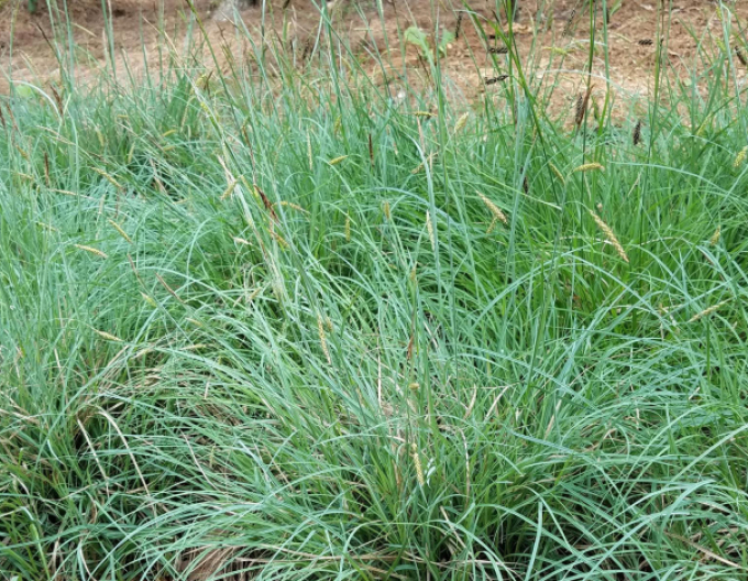 Carex "Blue Zinger"