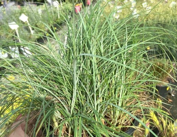 Carex "Blue Zinger"