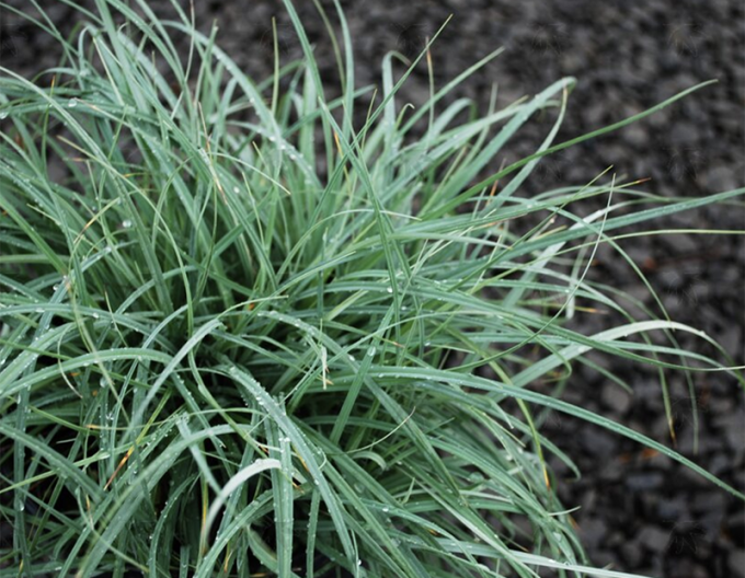 Carex "Blue Zinger"