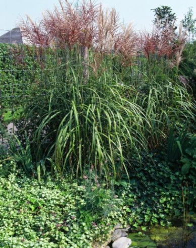 Miscanthus sinensis Ferner Osten
