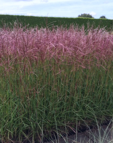 Miscanthus sinensis Ferner Osten