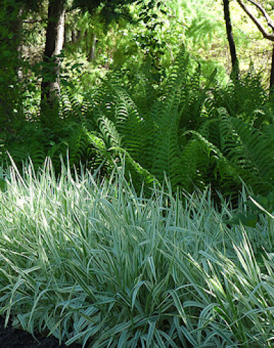 Phalaris arundinacea Picta