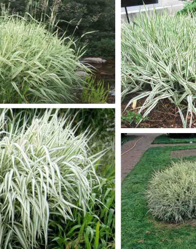 Phalaris arundinacea Picta