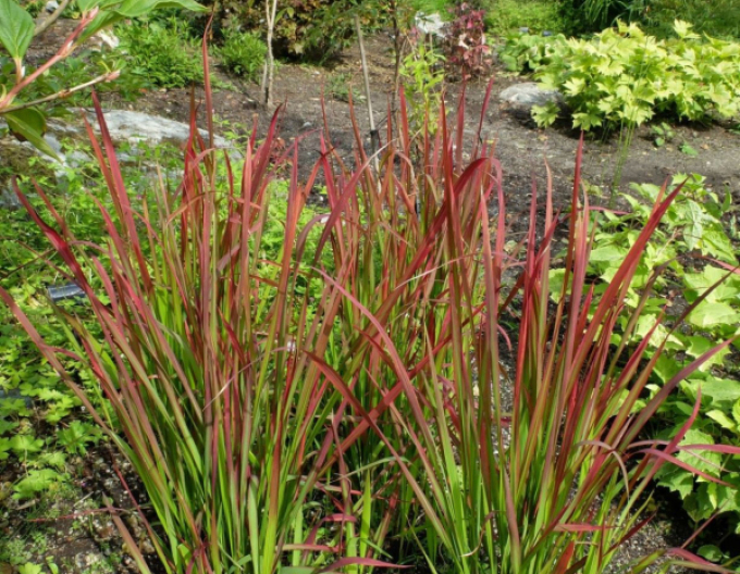 Imperata cylindrica ´Red Baron´ 1l