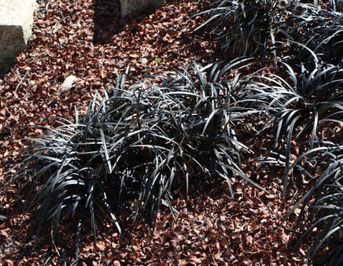 Ophiopogon planiscapus ´Niger´