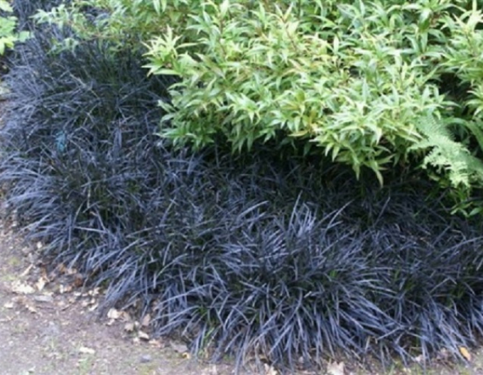 Ophiopogon planiscapus ´Niger´
