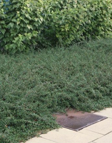 Cotoneaster Eichholz 9x9