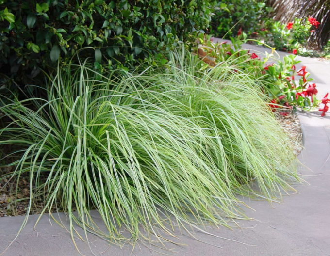 Carex ´Everest´