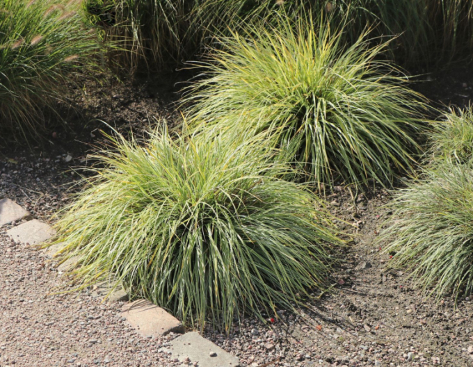 Carex ´Everest´