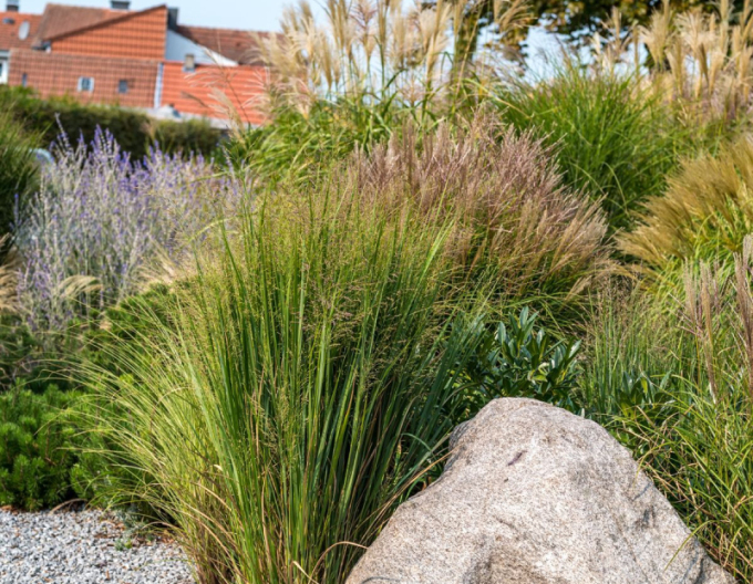Meiul ´Strictum´