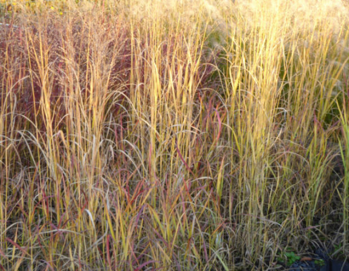 Meiul ornamental ´Hot Rot´