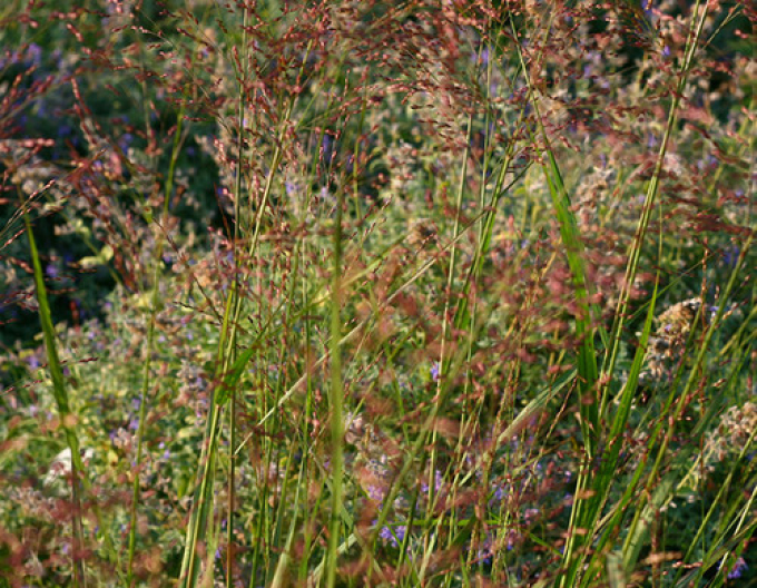 Meiul ornamental ´Hot Rot´