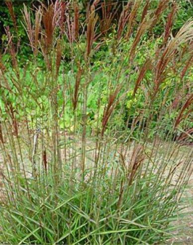 Miscanthus sinensis Serengeti