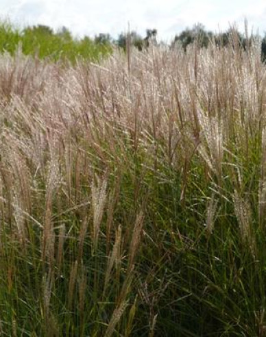 Miscanthus sinensis Serengeti