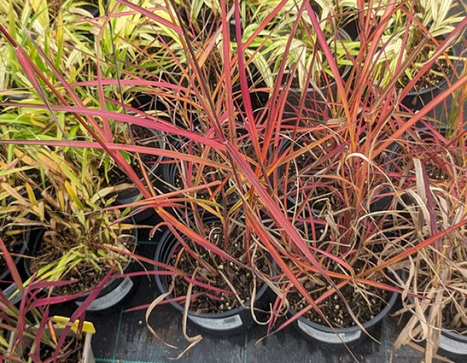 Miscanthus sinensis ´Neil Lucas´