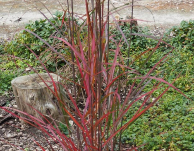 Miscanthus sinensis ´Neil Lucas´