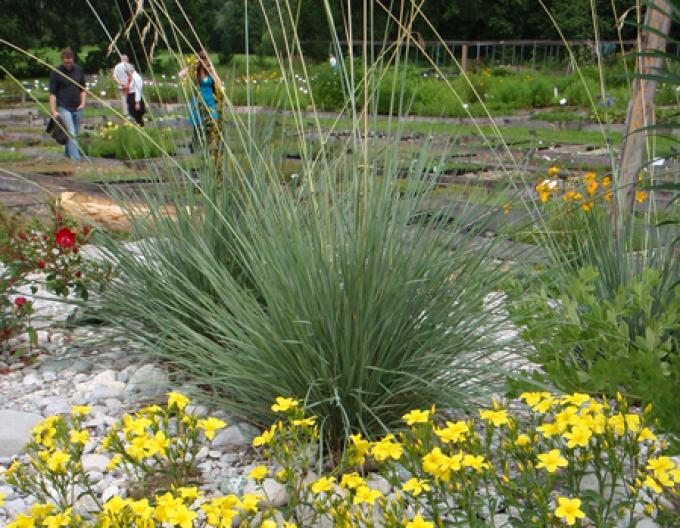 Helictotrichon sempervirens ´Saphirsprudel´