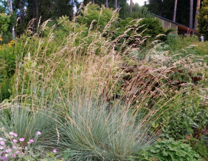 Helictotrichon sempervirens ´Saphirsprudel´