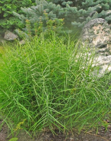 Carex ´Little Midge´