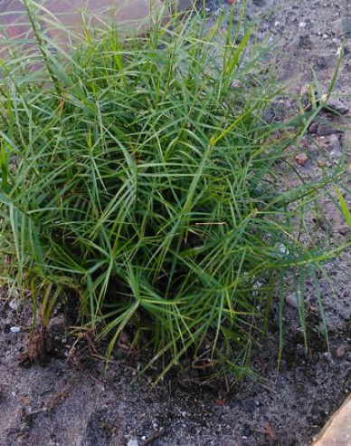 Carex ´Little Midge´