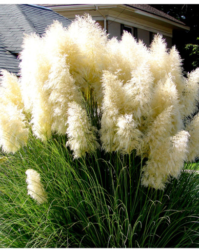 Iarbă de pampas ´Pana albă´