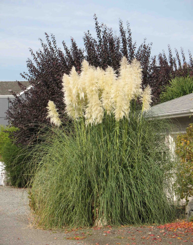 Iarbă de pampas ´Pana albă´