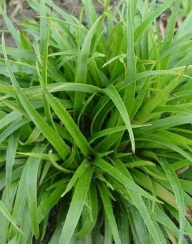 Luzula sylvatica ´Starmaker´