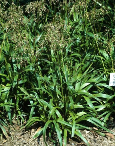 Luzula sylvatica ´Starmaker´