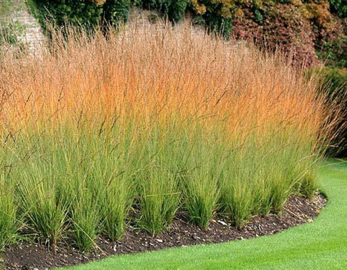 Molinia iarbă ornamentală  Heidebraut´