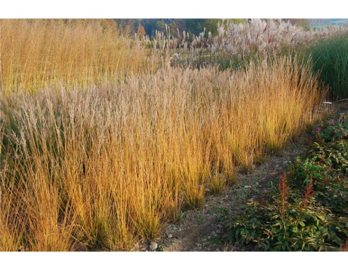 Molinia iarbă ornamentală  Heidebraut´