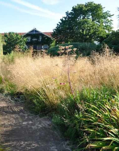 Deschampsia ´Goldtau´ 2l