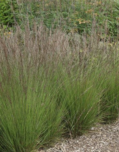 Molinia  "Edith Dudszus"