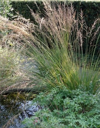 Molinia  "Edith Dudszus"