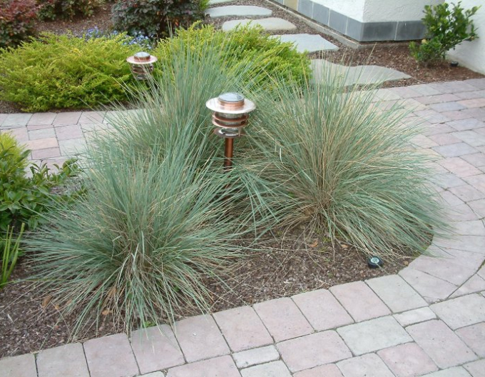 Festuca Amethyst