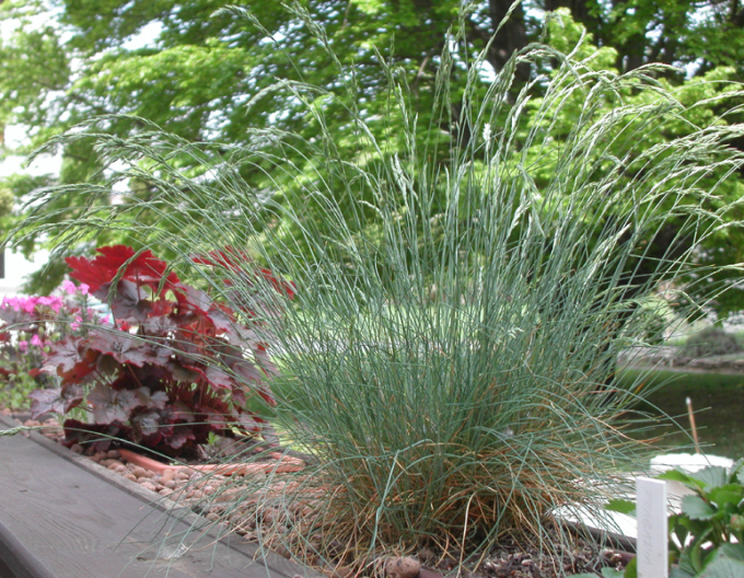 Festuca Amethyst