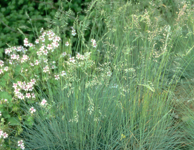 Festuca Amethyst