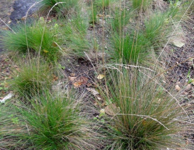 Festuca Amethyst