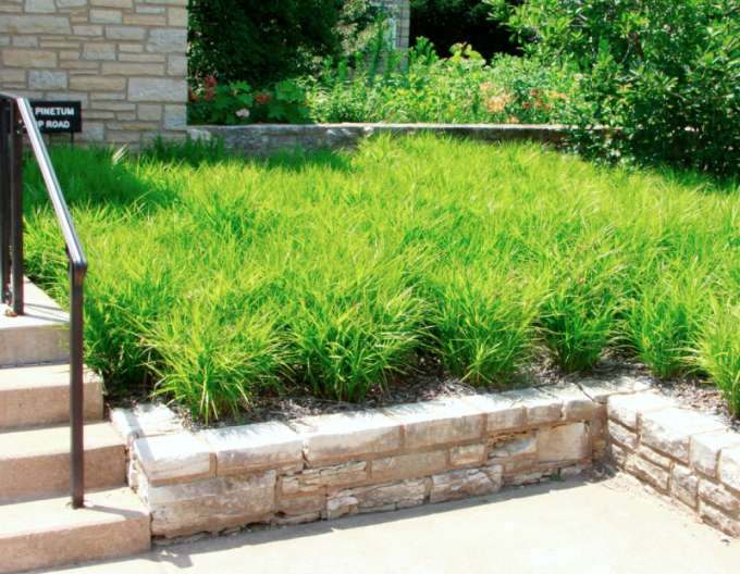 Carex Palm sedge