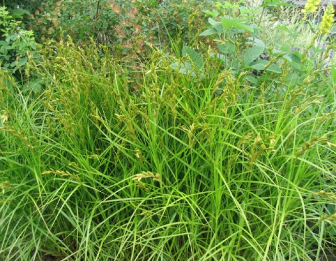 Carex Palm sedge
