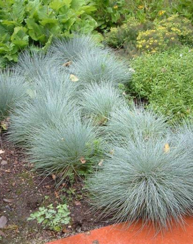 Festuca  "Elijah Blue"