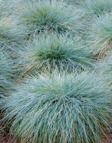 Festuca  "Elijah Blue"