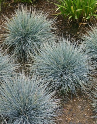 Festuca  "Elijah Blue"
