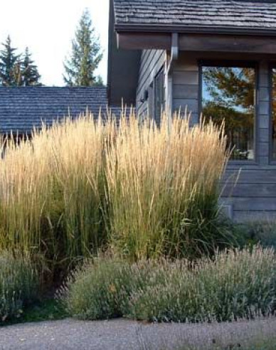 Calamagrostis ´Karl Foerster´ 1,5l