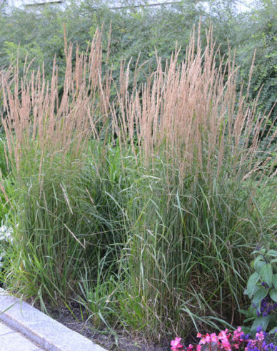 Calamagrostis ´Karl Foerster´ 1,5l