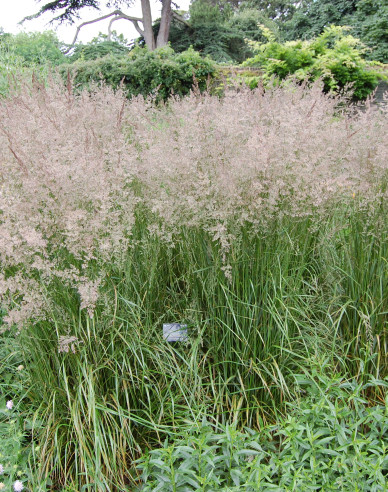 Calamagrostis ´Karl Foerster´ 1,5l
