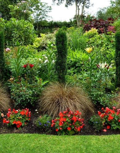 Carex buchananii  Red Rooster