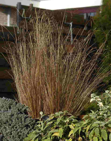 Carex buchananii  Red Rooster
